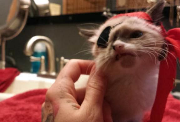 伤变独眼小猫虽残疾却受到万般宠爱龙8游戏进入奶猫被野生小浣熊所