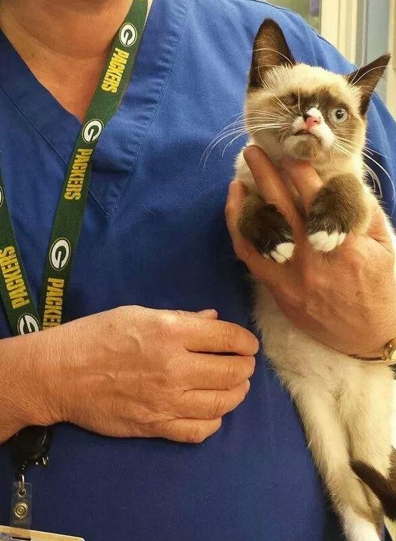 伤变独眼小猫虽残疾却受到万般宠爱龙8游戏进入奶猫被野生小浣熊所(图3)